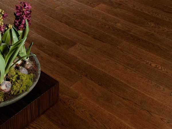 Бразильский дуб